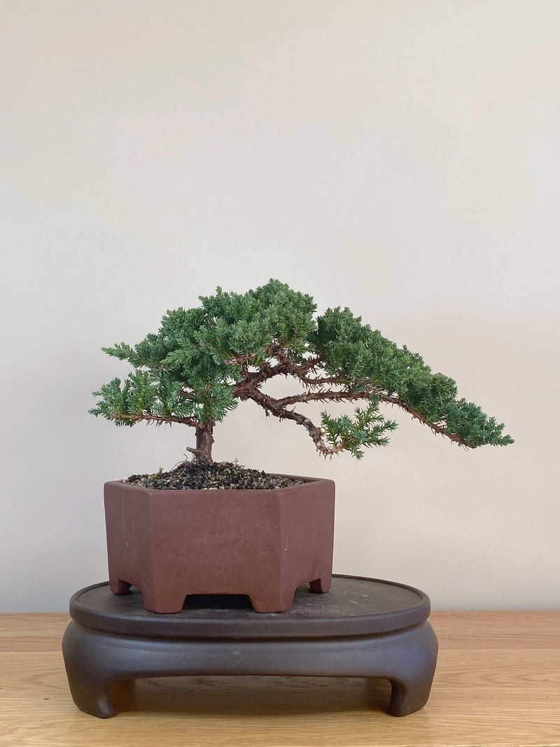 JAPANESE JUNIPER (JJ2107033)