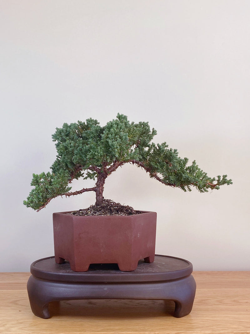 JAPANESE JUNIPER (JJ2107036)