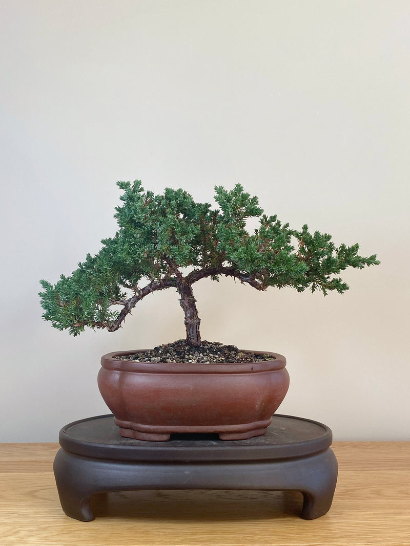 JAPANESE JUNIPER (JJ2107038)