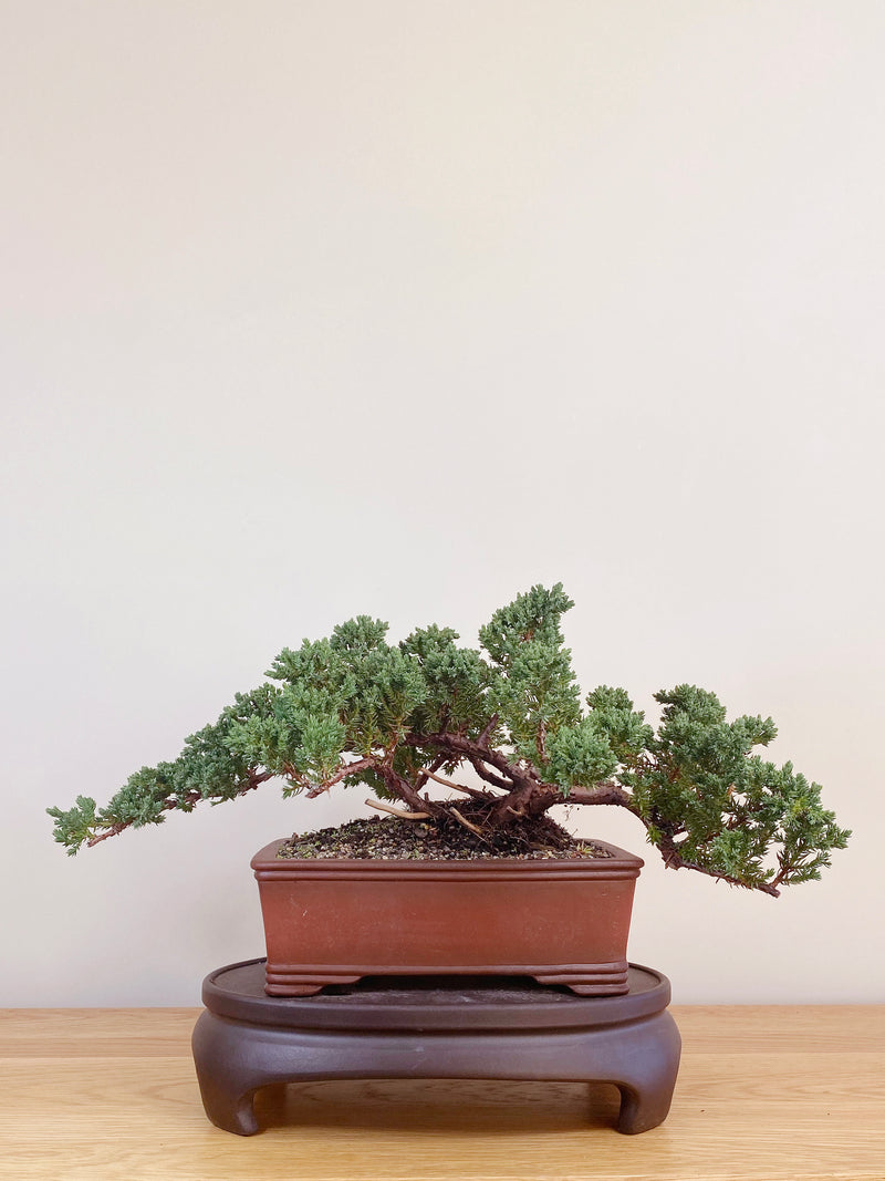 JAPANESE JUNIPER (JJ2107041)