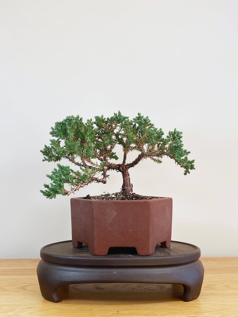 JAPANESE JUNIPER (JJ2107043)