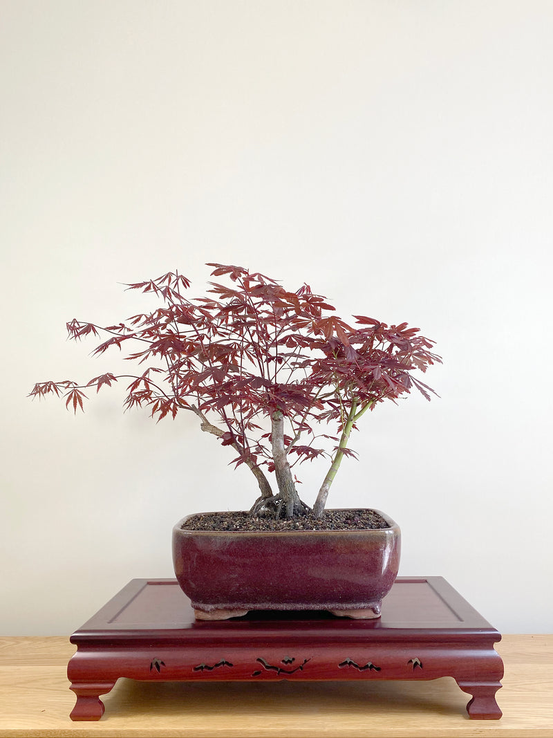 JAPANESE RED LACE MAPLE (JM09001)