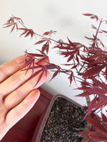 JAPANESE RED LACE MAPLE (JM09001)