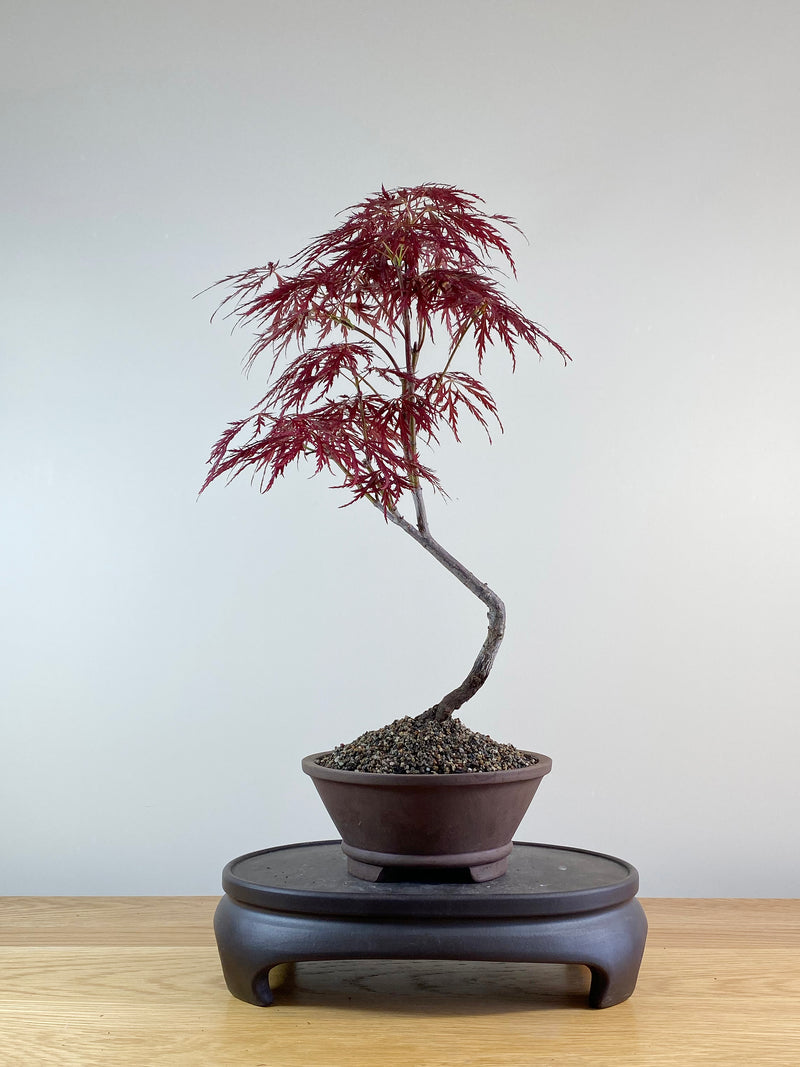 JAPANESE RED LACE MAPLE (JM10001)