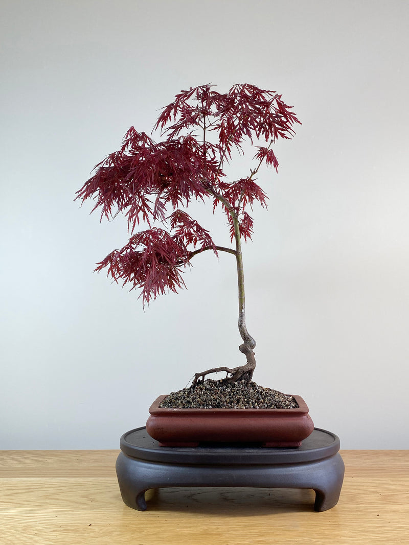 JAPANESE RED LACE MAPLE (JM10003)