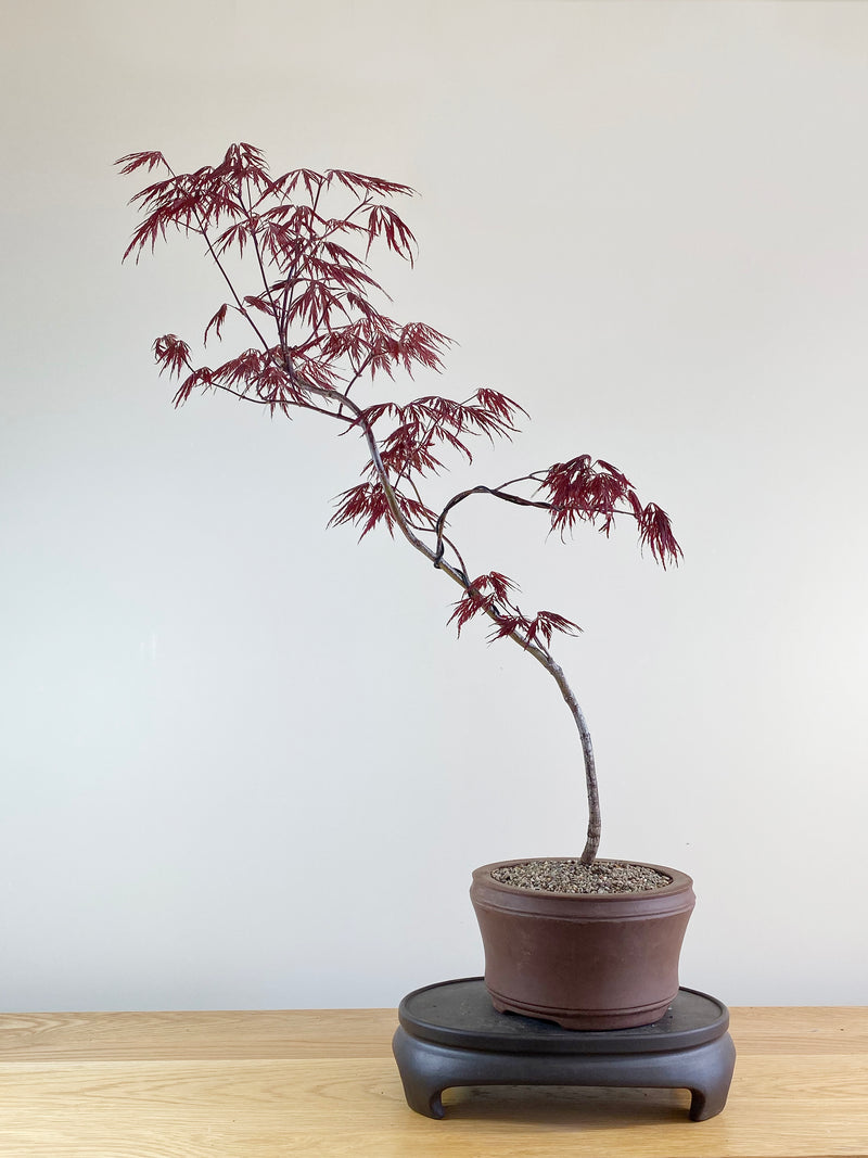 JAPANESE RED LACE MAPLE (JM10007)