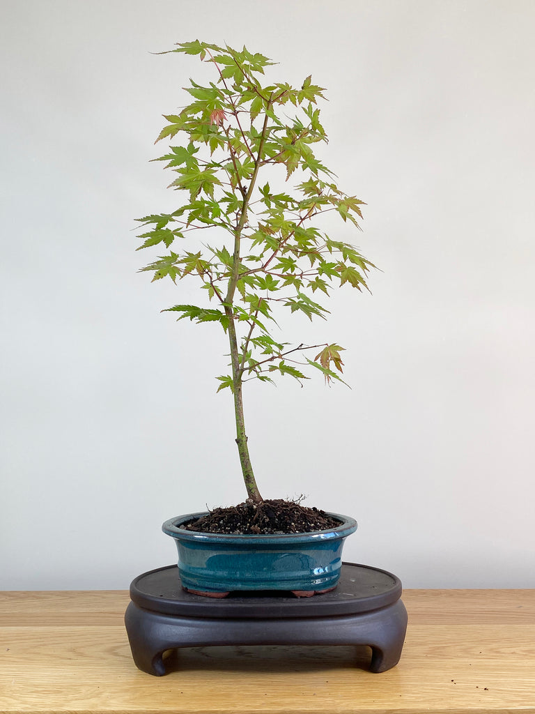 Japanese Maple Bonsai | New Zealand's leading online Bonsai shop ...