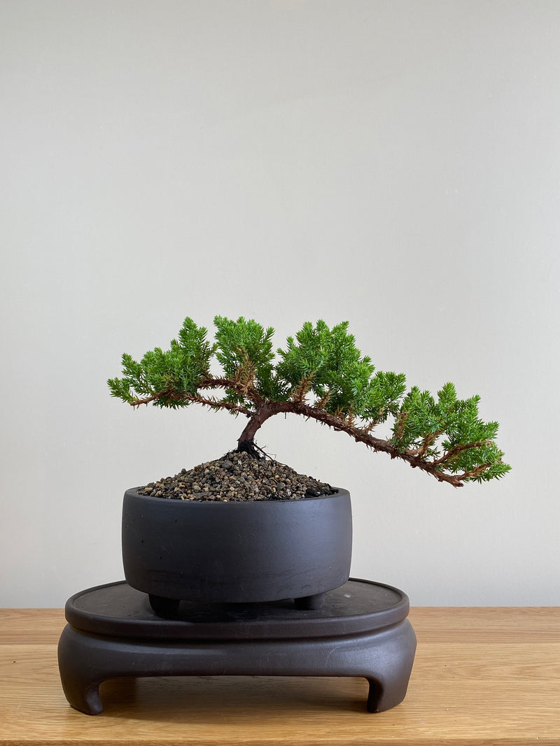 JAPANESE JUNIPER (JP01015) - MiniGardens NZ