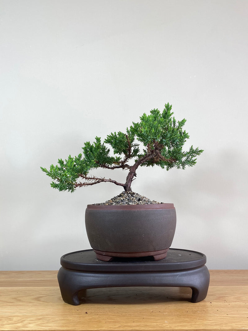 JAPANESE JUNIPER (JP02018) - MiniGardens NZ