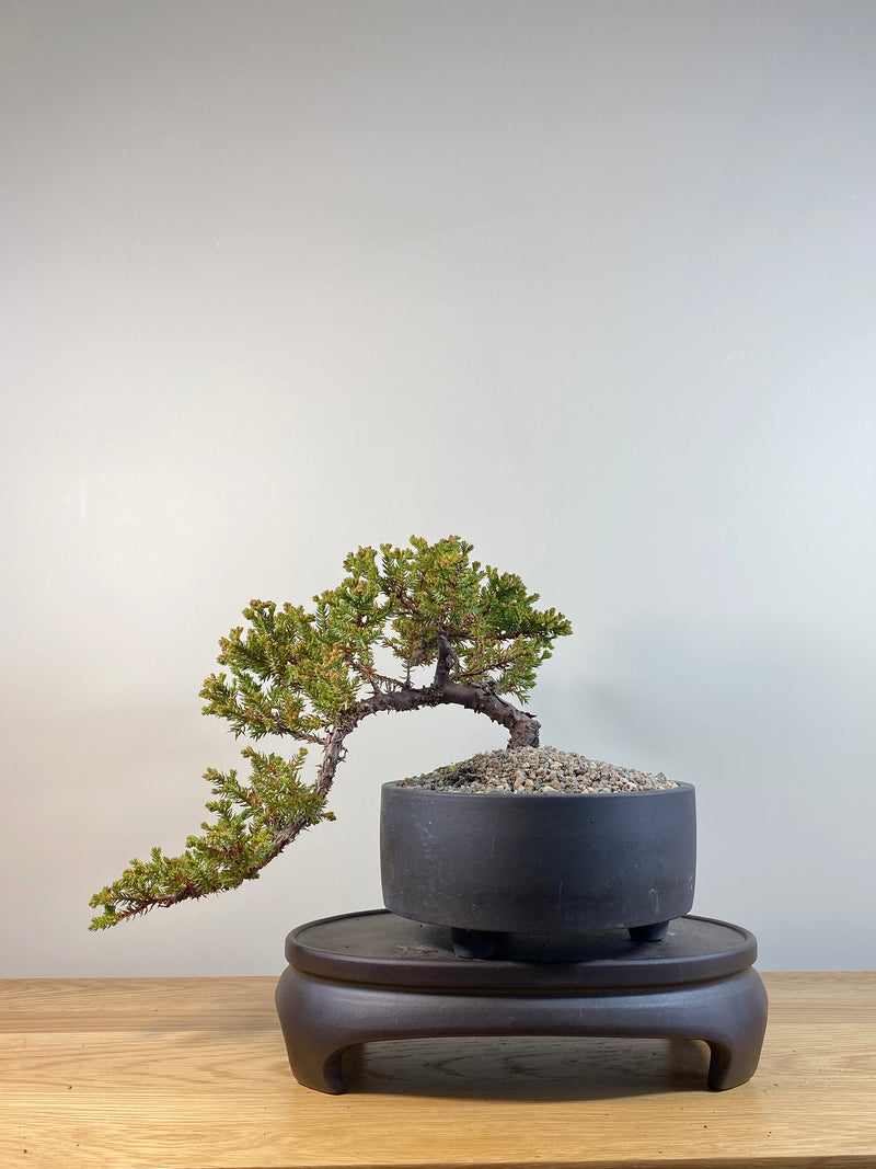 JAPANESE JUNIPER (JP04016) - MiniGardens NZ