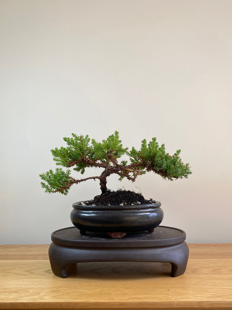 JAPANESE JUNIPER (JP05004) - MiniGardens NZ