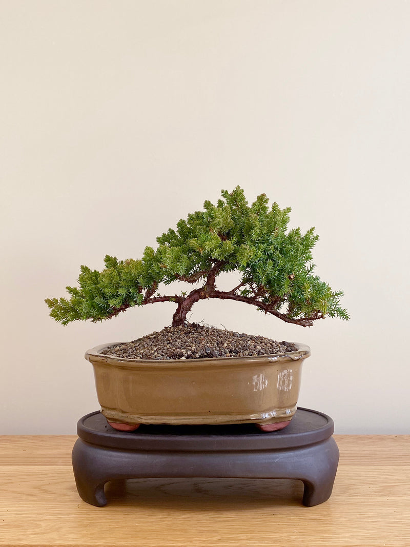JAPANESE JUNIPER (JP06043)