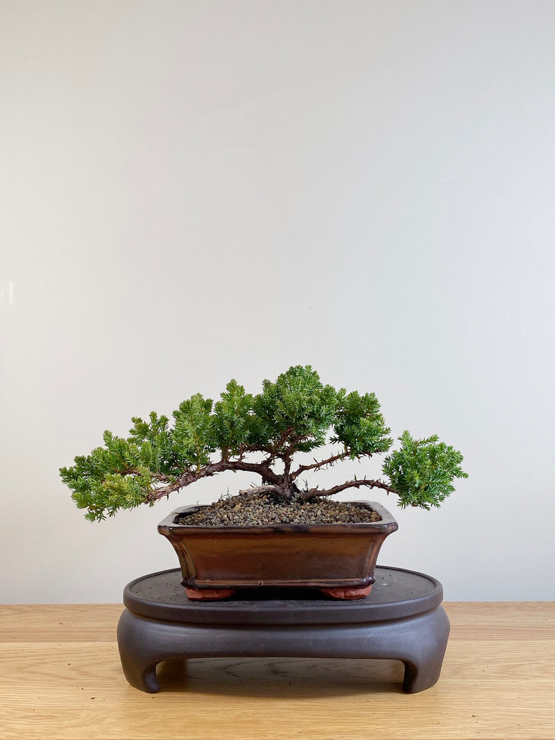 JAPANESE JUNIPER (JP06059)