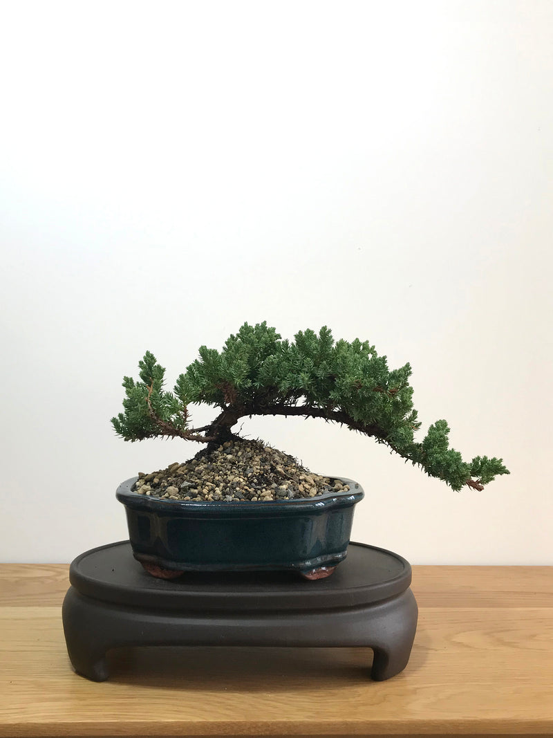 JAPANESE JUNIPER (JP07023) - MiniGardens NZ