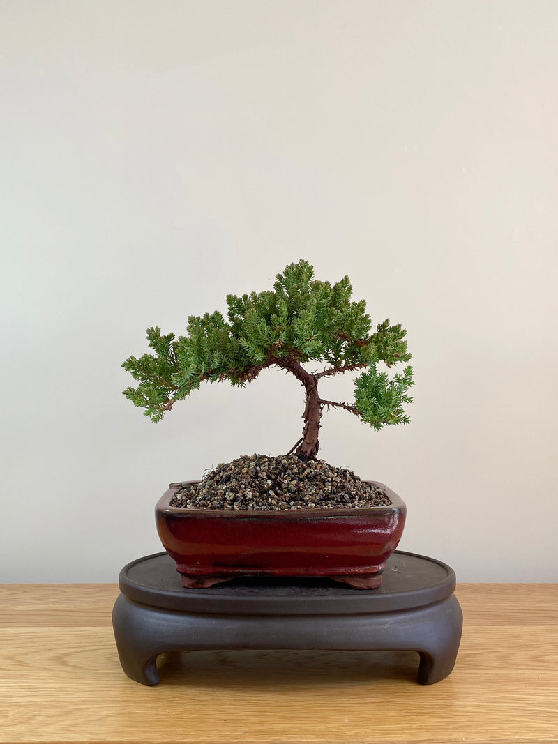 JAPANESE JUNIPER (JP08002)