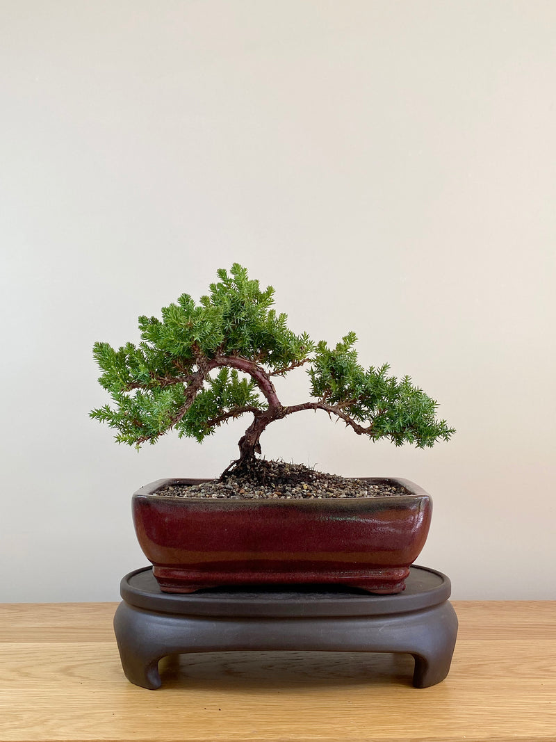 JAPANESE JUNIPER (JP08014)