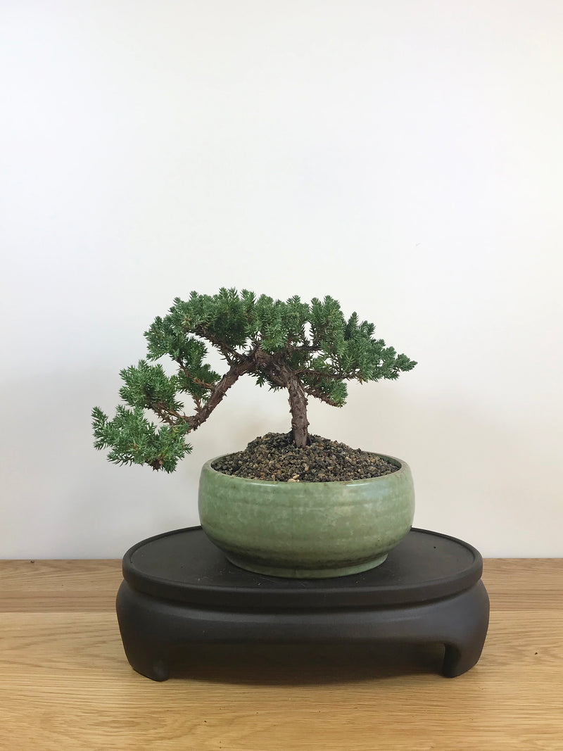 JAPANESE JUNIPER (JP08025) - MiniGardens NZ