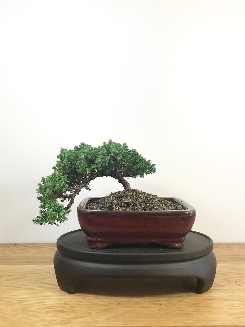 JAPANESE JUNIPER (JP08030) - MiniGardens NZ