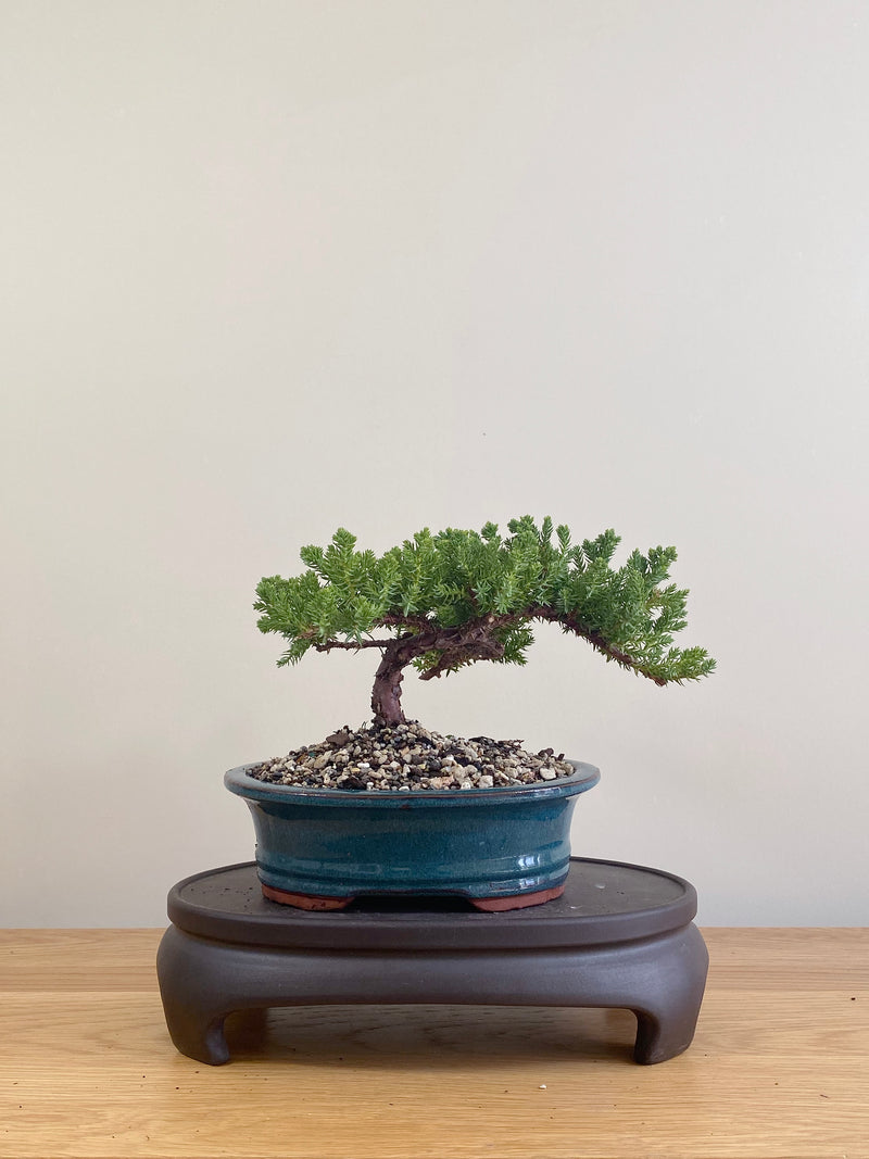 JAPANESE JUNIPER (JP09075)