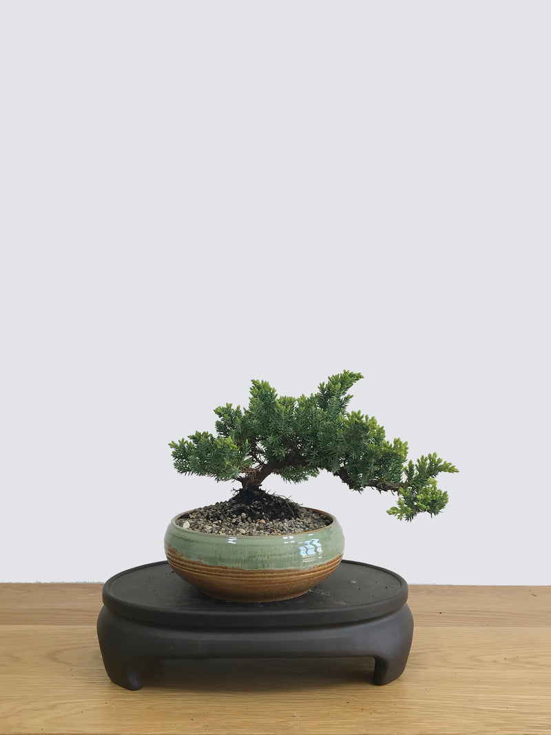 JAPANESE JUNIPER (JP11010) - MiniGardens NZ