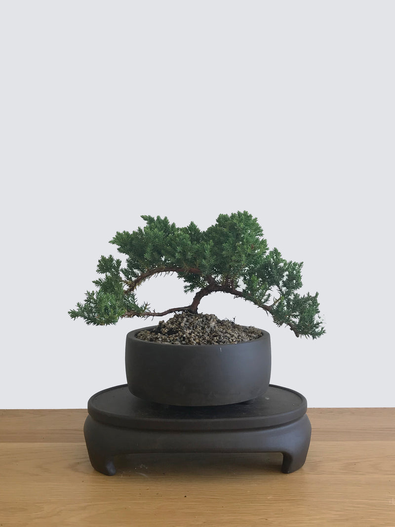 JAPANESE JUNIPER (JP12071) - MiniGardens NZ