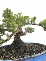 JAPANESE JUNIPER (1808177) - MiniGardens NZ