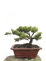 JAPANESE JUNIPER (1808178) - MiniGardens NZ