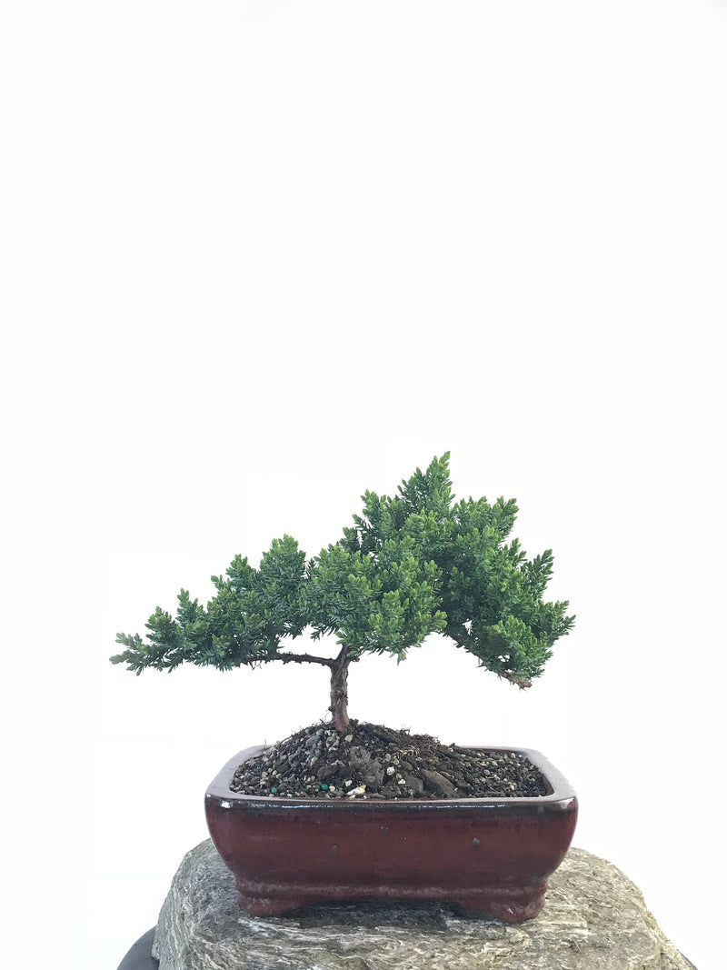 JAPANESE JUNIPER (JP1809203) - MiniGardens NZ