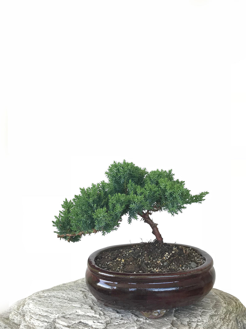 JAPANESE JUNIPER (JP1809261) - MiniGardens NZ