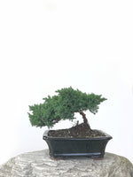 JAPANESE JUNIPER (JP1809263) - MiniGardens NZ