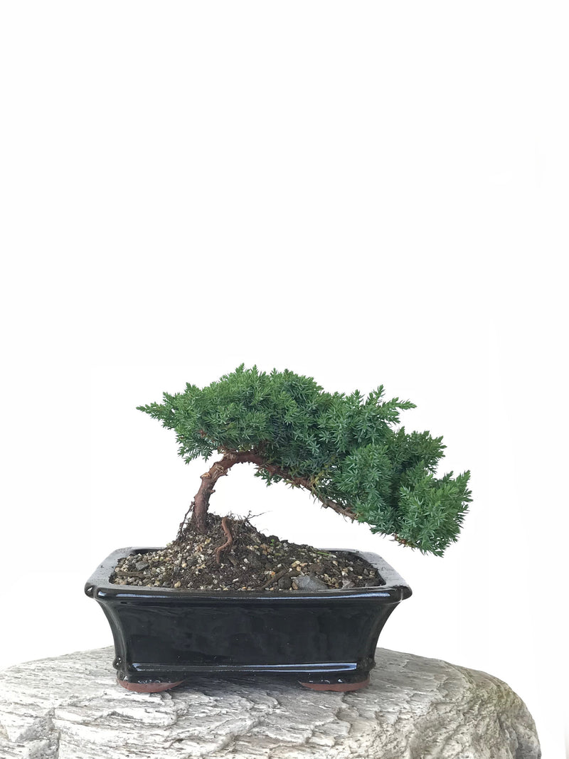 JAPANESE JUNIPER (JP1809263) - MiniGardens NZ