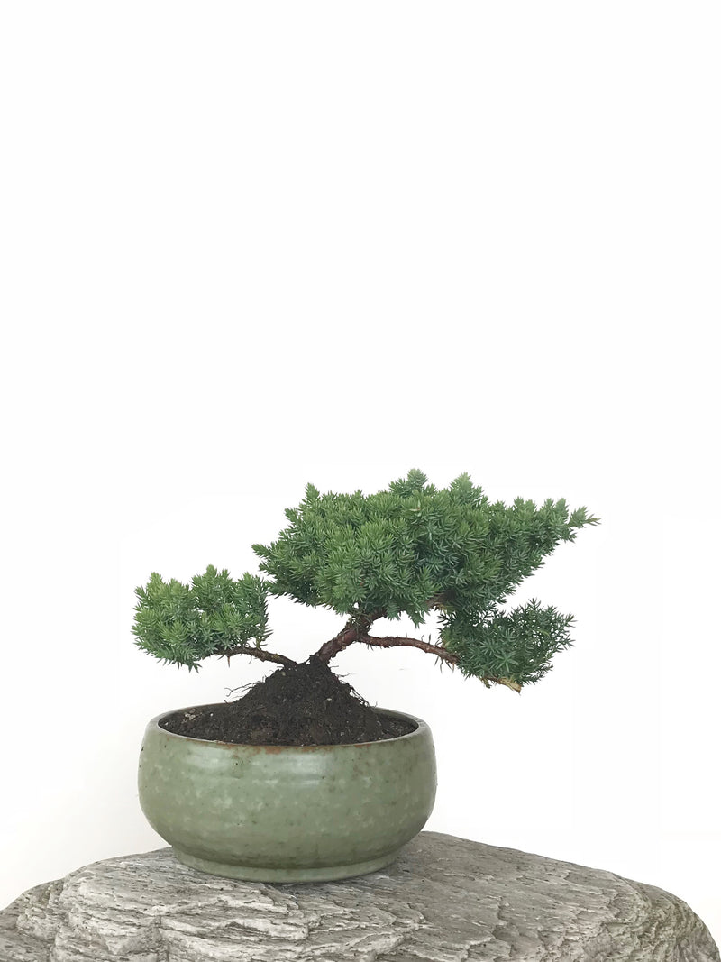 JAPANESE JUNIPER (JP1809277) - MiniGardens NZ