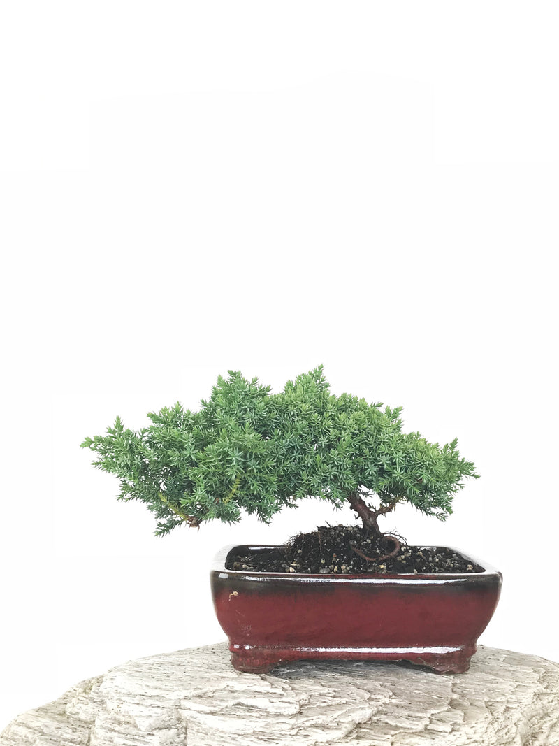 JAPANESE JUNIPER (JP1809281) - MiniGardens NZ