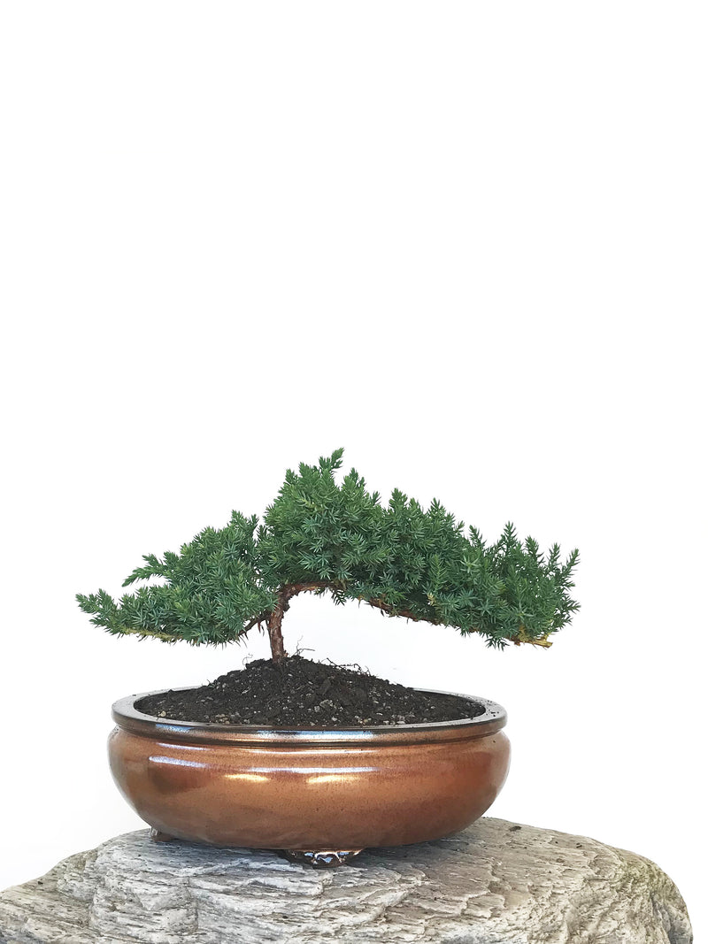 JAPANESE JUNIPER (JP1809302) - MiniGardens NZ