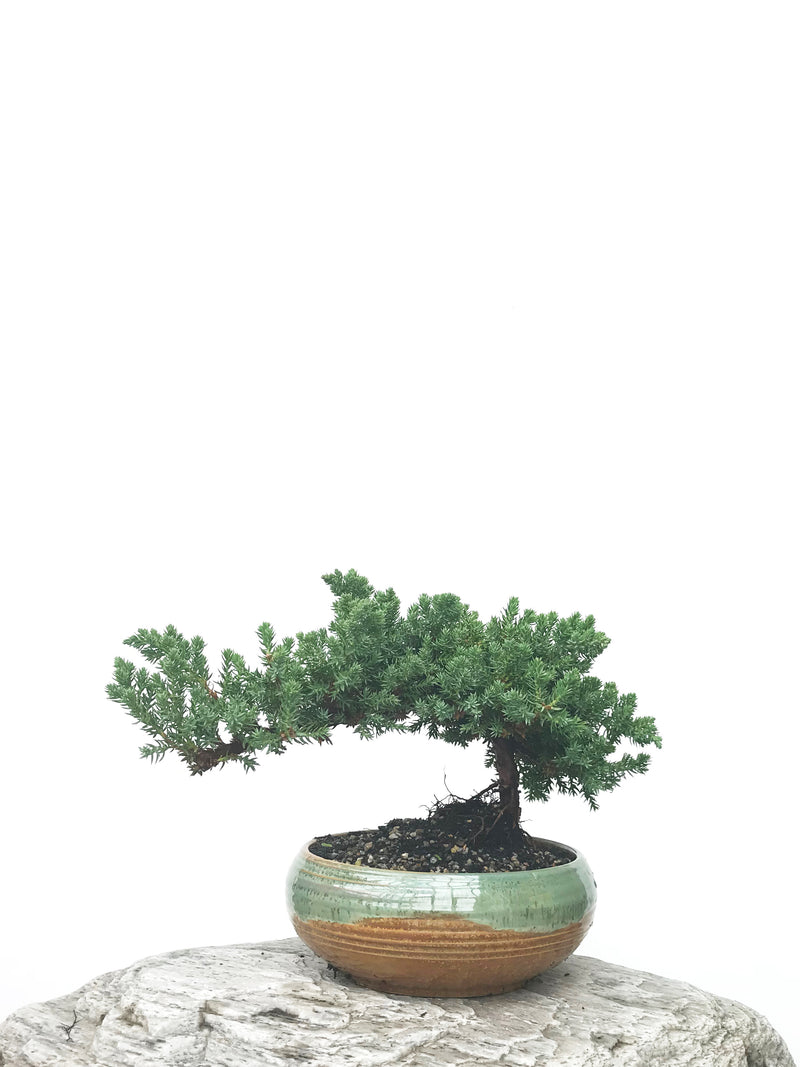 JAPANESE JUNIPER (JP1902371) - MiniGardens NZ