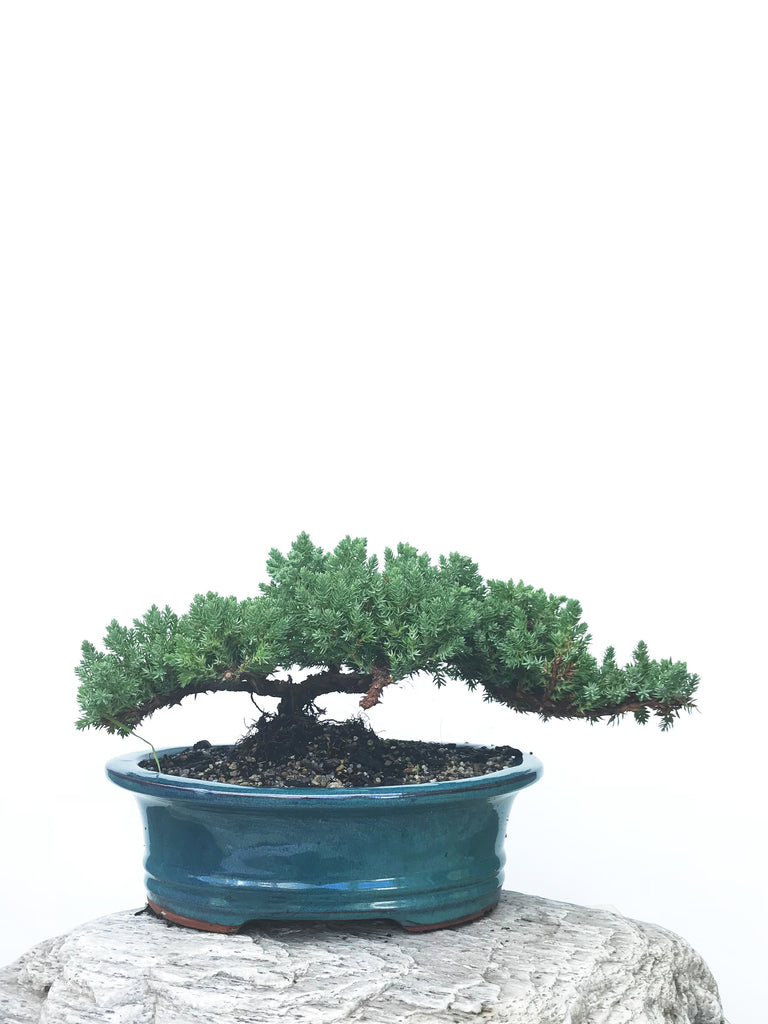 Juniper Bonsai New Zealand's leading online Bonsai shop MiniGardens