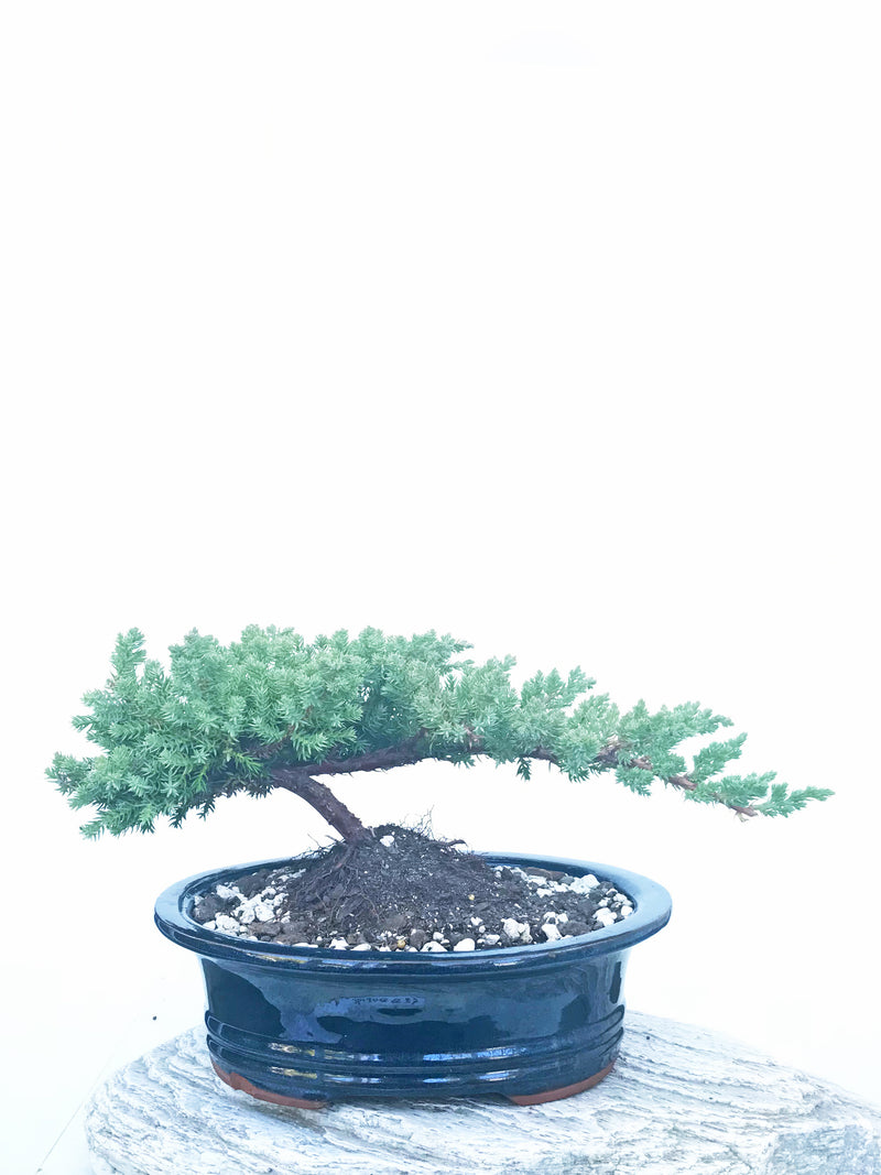 JAPANESE JUNIPER (JP1904437) - MiniGardens NZ