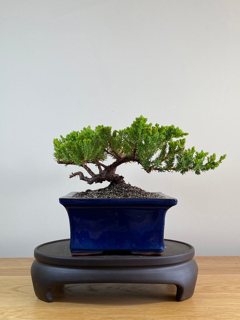 JAPANESE JUNIPER (JP2012100)
