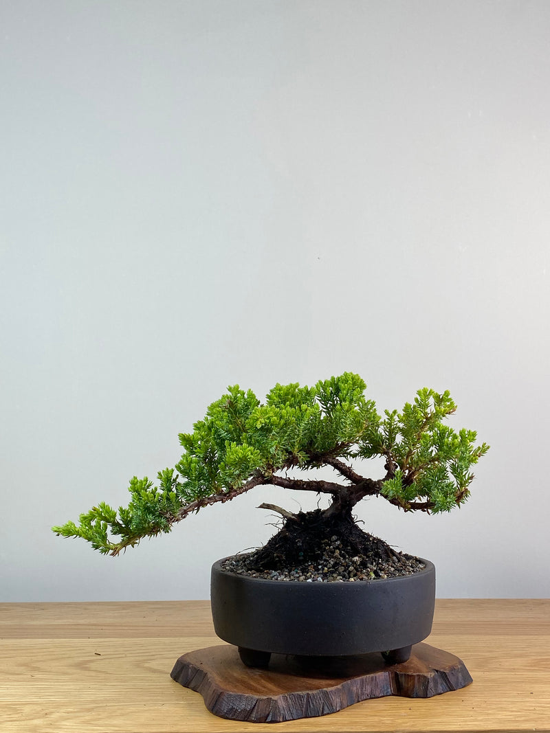 JAPANESE JUNIPER (JP2012137)