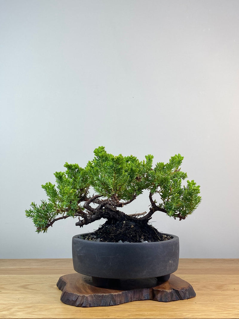 JAPANESE JUNIPER (JP201251)