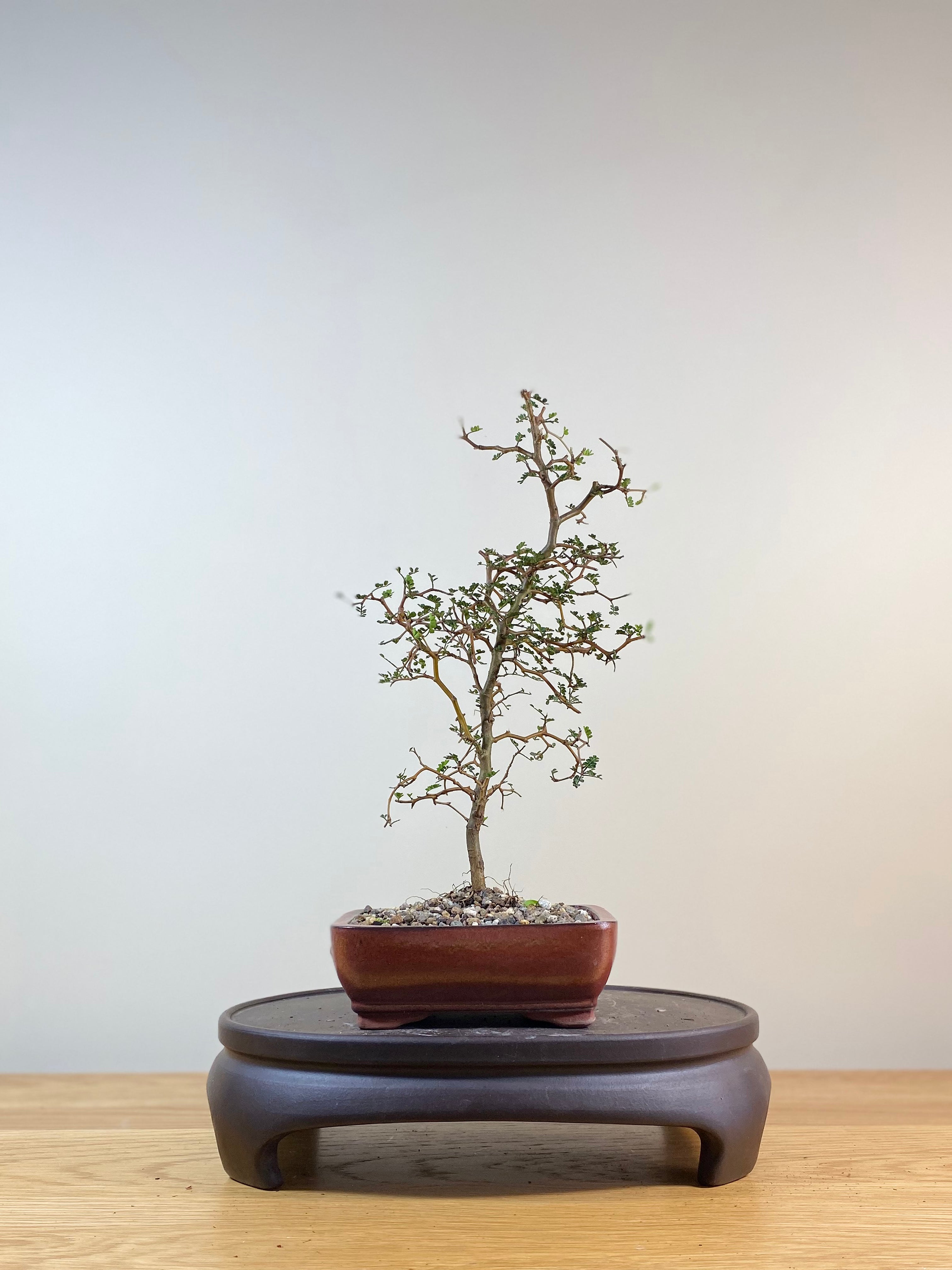 Juniper Bonsai New Zealand's leading online Bonsai shop MiniGardens