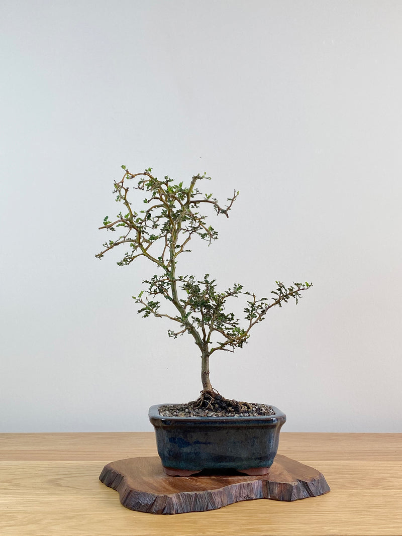 KOWHAI - NZ NATIVE (KW2103001)