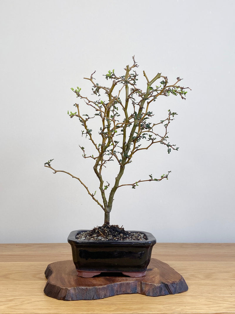 KOWHAI - NZ NATIVE (KW2104001)