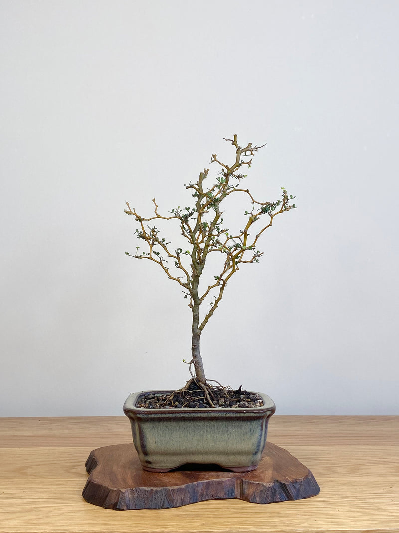 KOWHAI - NZ NATIVE (KW2104004)