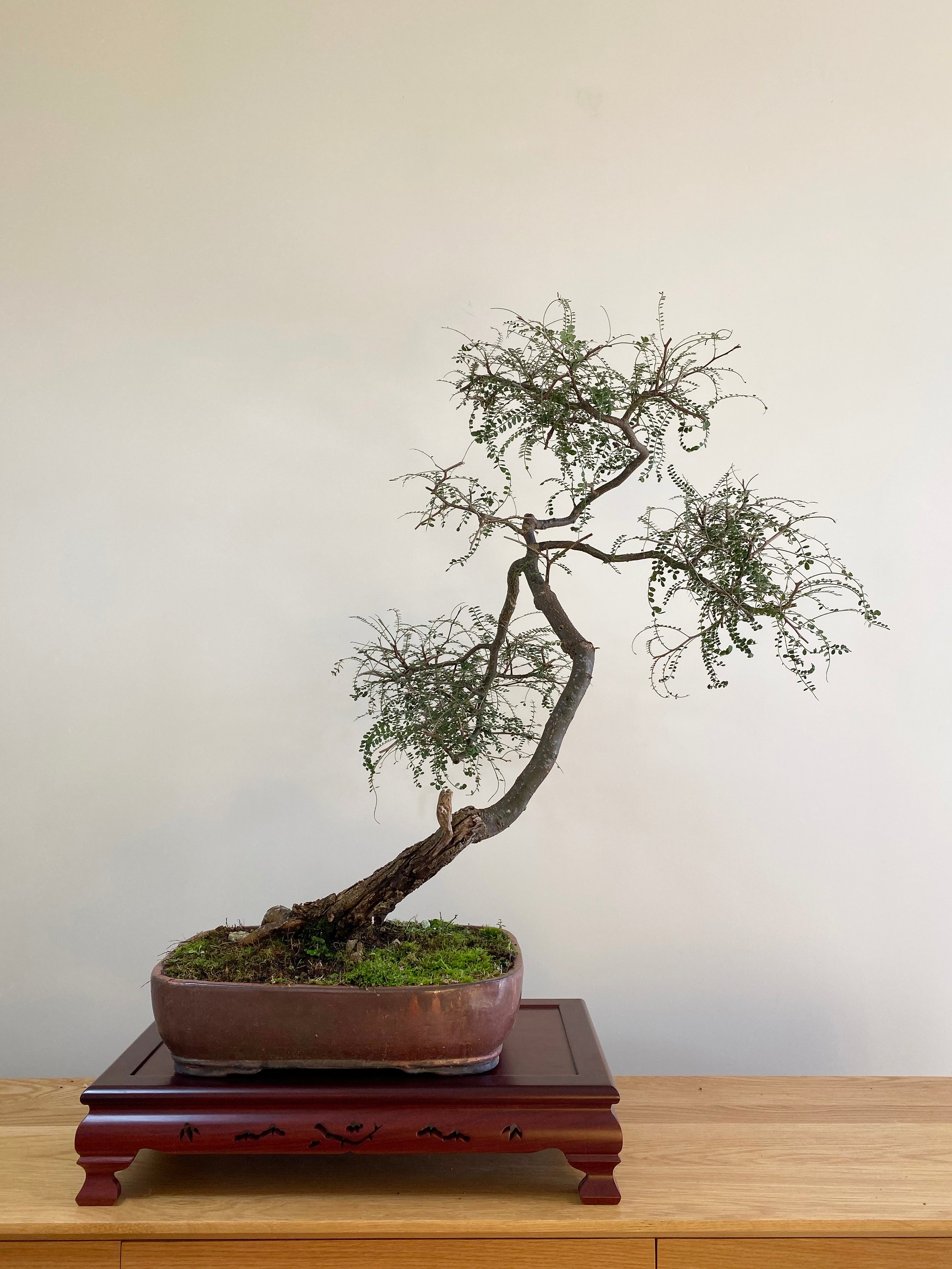 kowhai bonsai tree NEW ZEALAND KOWHAI