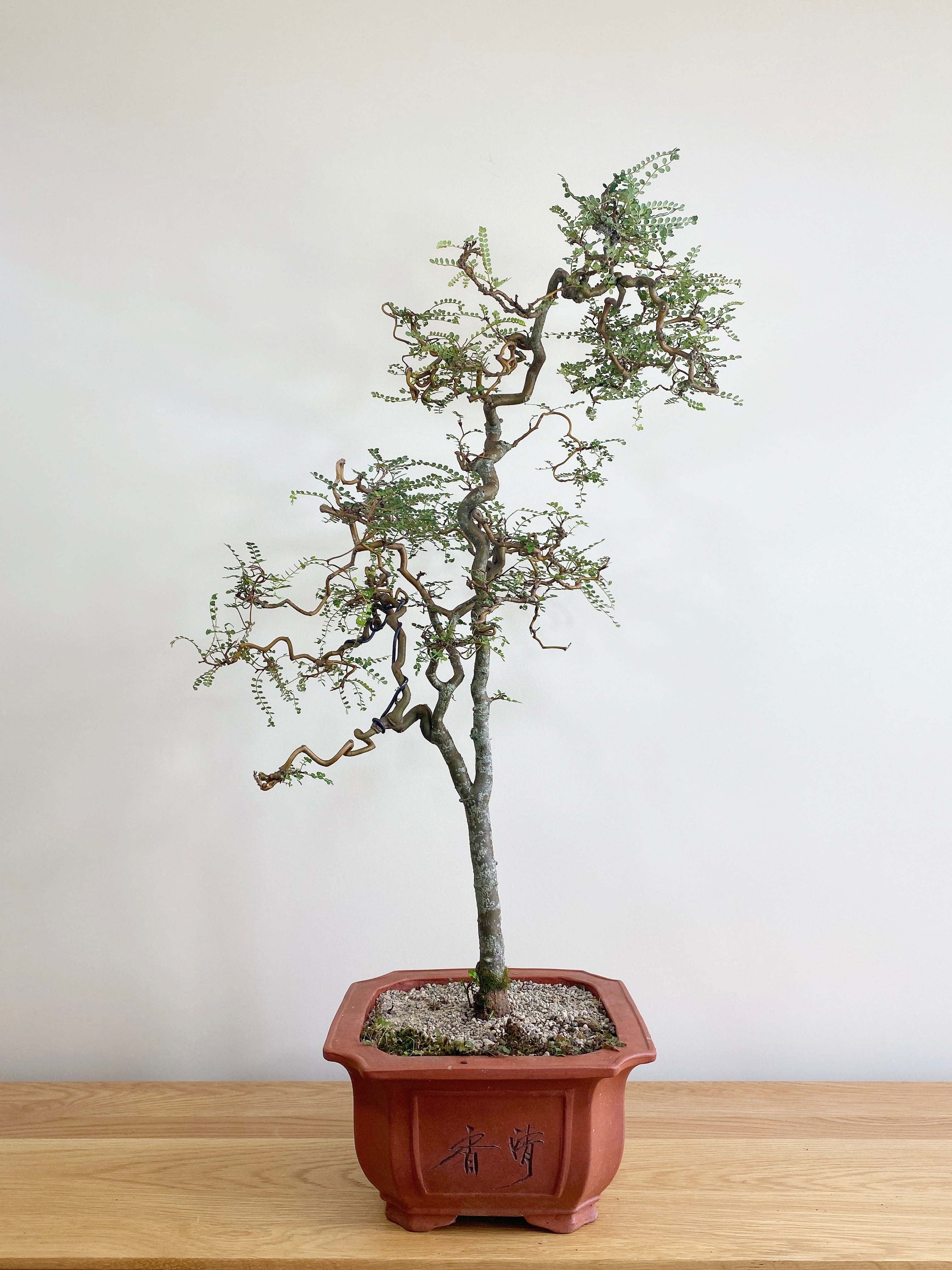 kowhai bonsai tree KOWHAI