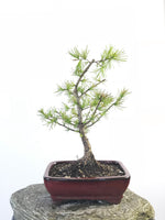 EUROPEAN LARCH (LA1807002) - MiniGardens NZ