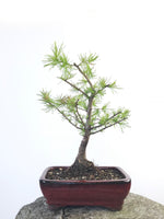 EUROPEAN LARCH (LA1807002) - MiniGardens NZ