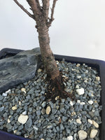 LAWSON CYPRESS (LC08001) - MiniGardens NZ