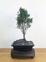 LAWSON CYPRESS (LC08001) - MiniGardens NZ